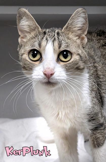 KerPlunk, Adoptable, Adult Female Domestic Short Hair & Domestic Short Hair.