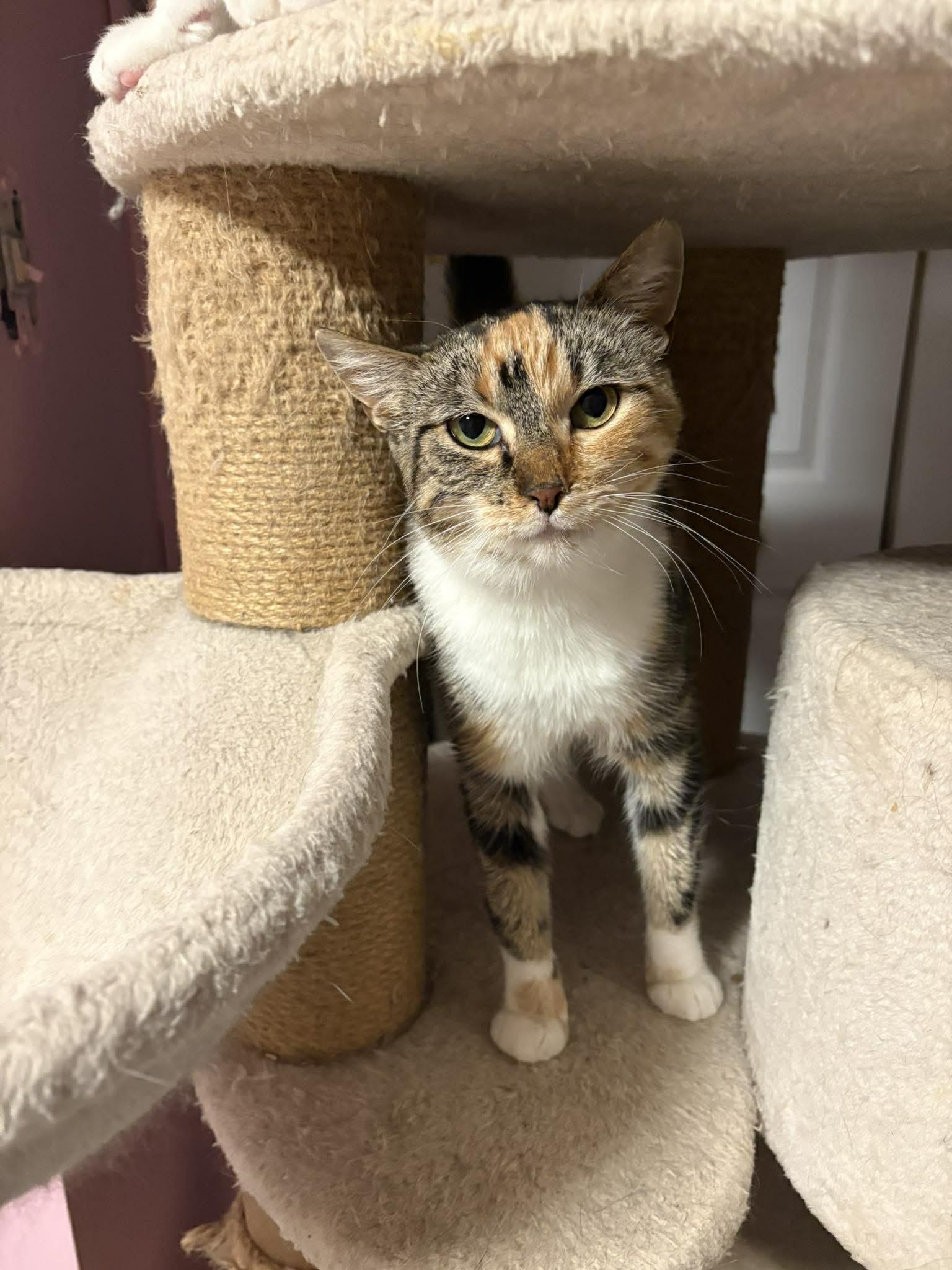 Enlarge LUCY, an adopted Domestic Short Hair in Tillsonburg, ON image 3/6