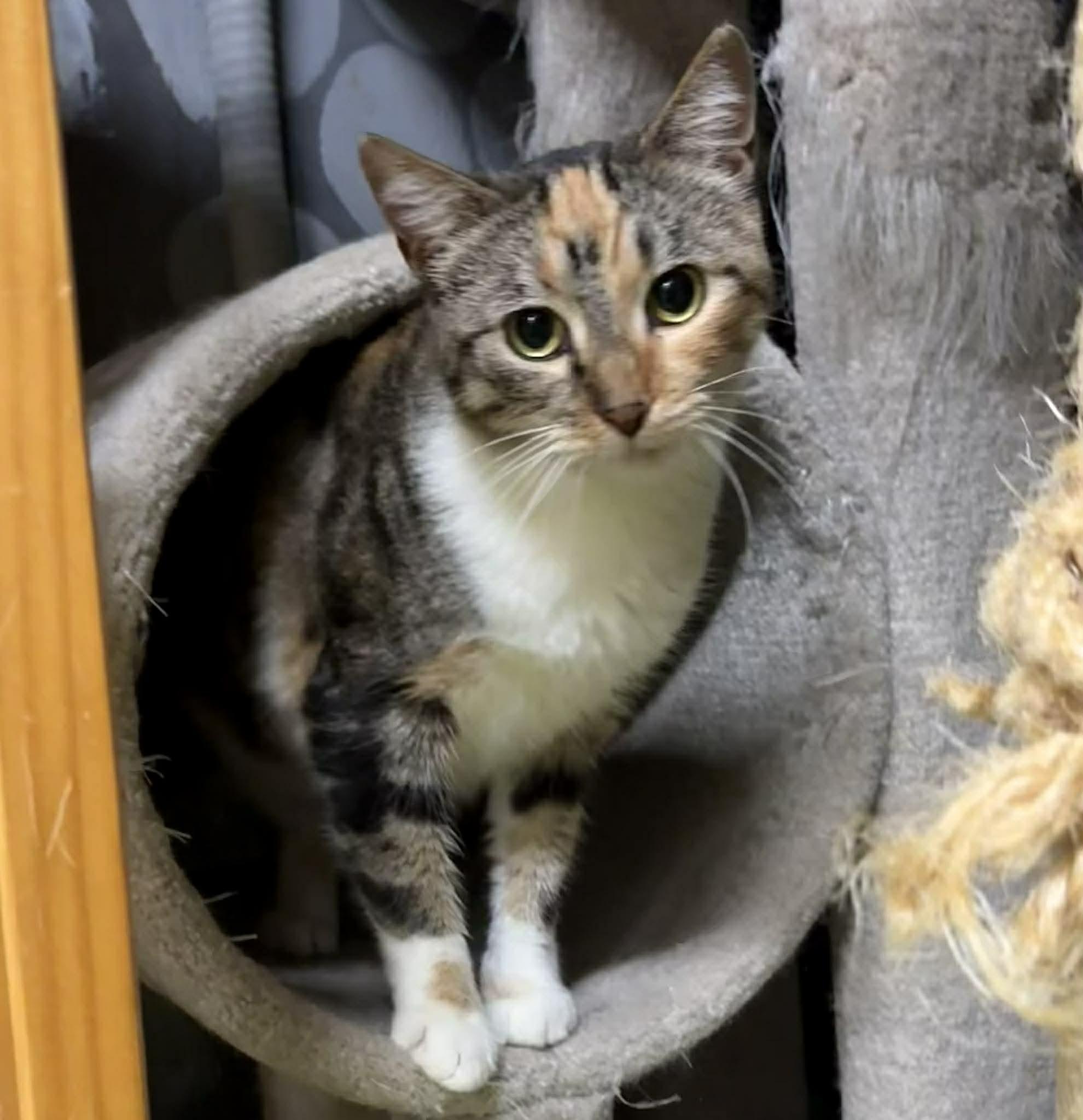 Enlarge LUCY, an adopted Domestic Short Hair in Tillsonburg, ON image 5/6