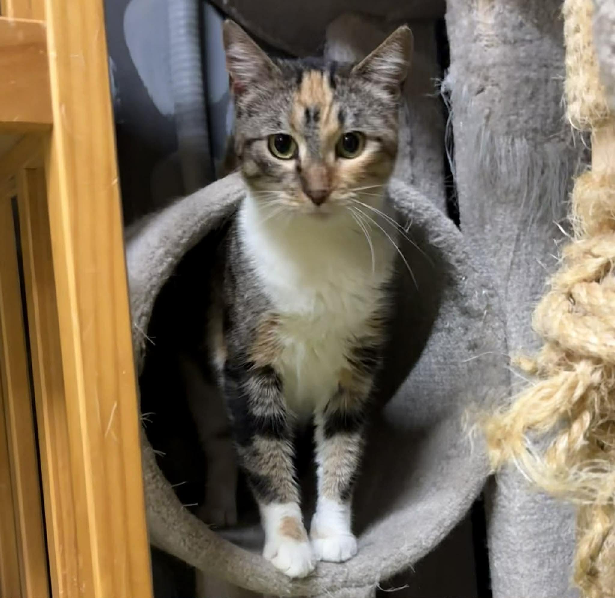 Enlarge LUCY, an adopted Domestic Short Hair in Tillsonburg, ON image 4/6