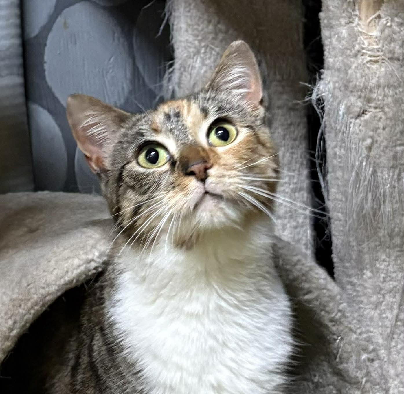 Enlarge LUCY, an adopted Domestic Short Hair in Tillsonburg, ON image 1/6