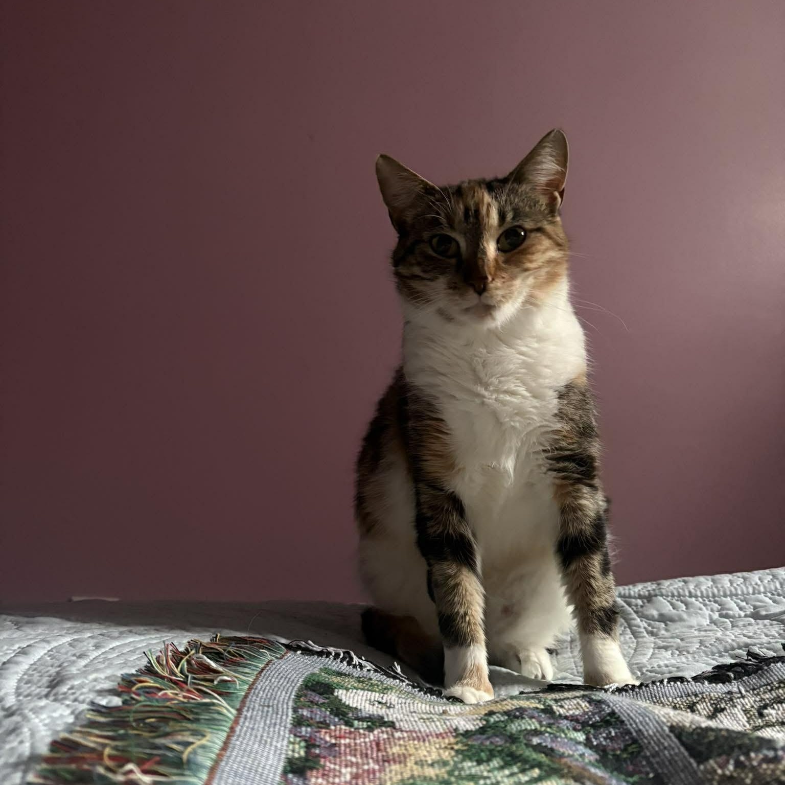 Enlarge LUCY, an adopted Domestic Short Hair in Tillsonburg, ON image 2/6