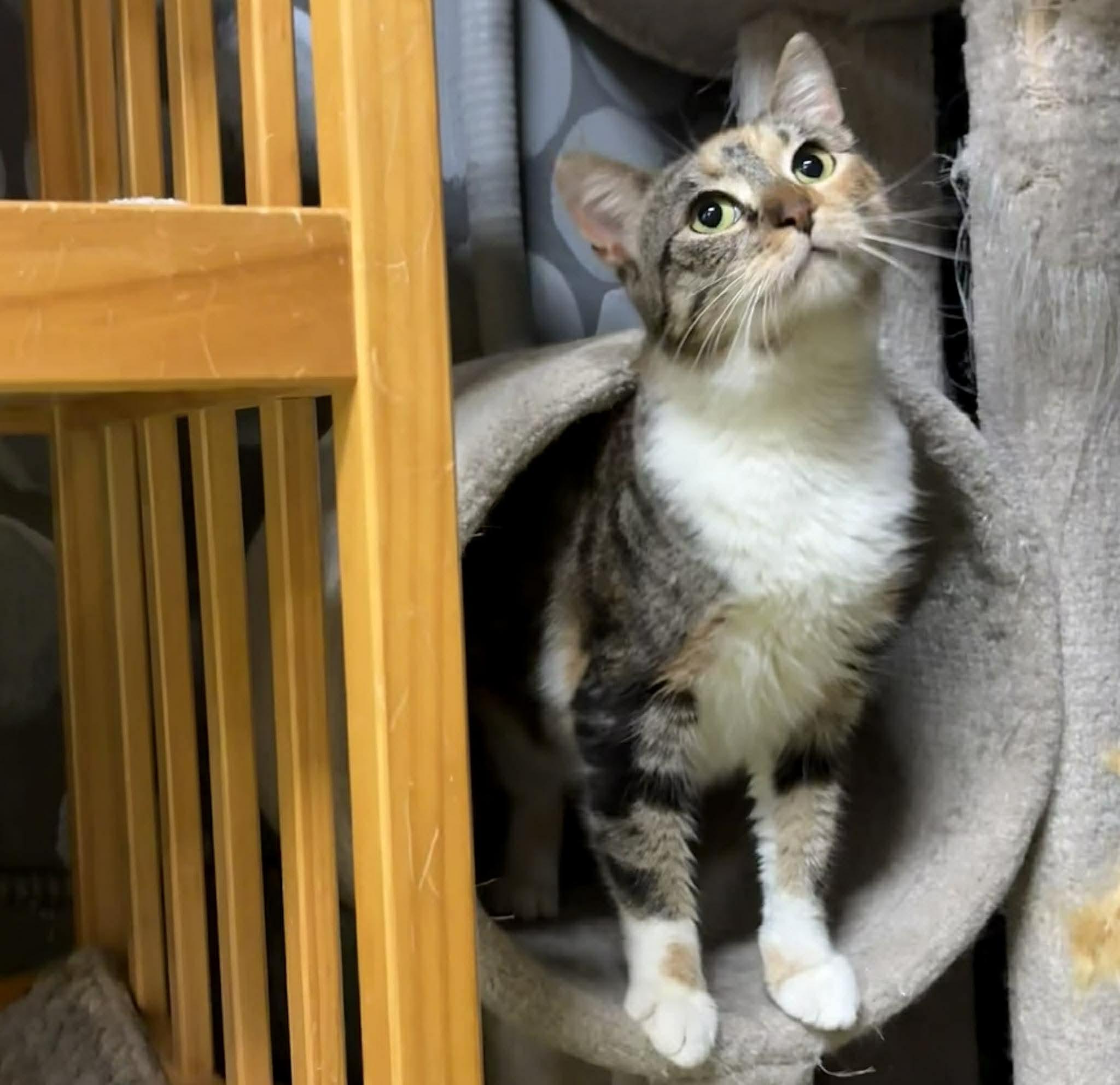 Enlarge LUCY, an adopted Domestic Short Hair in Tillsonburg, ON image 6/6