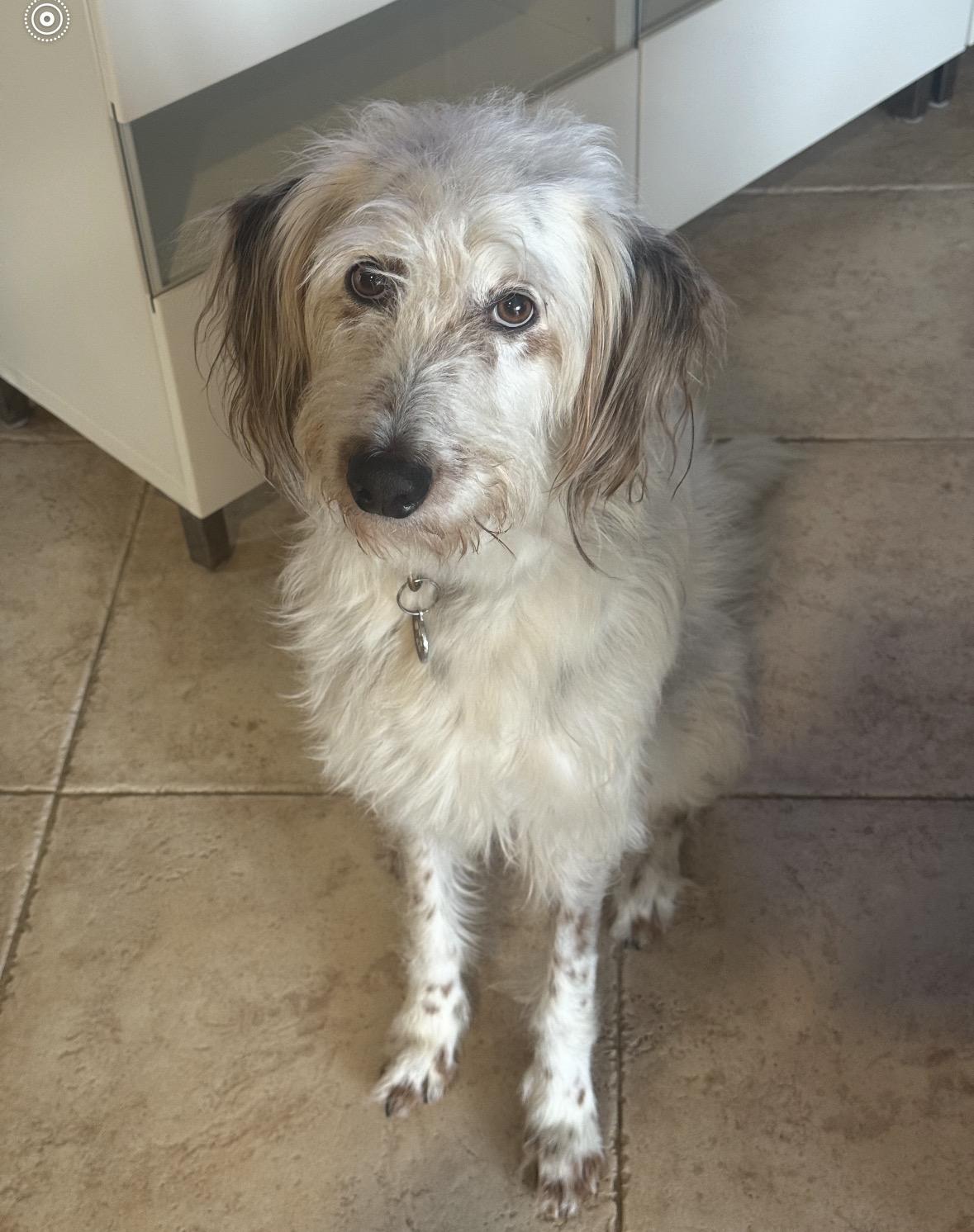 Ollie, ADOPTABLE, Young Male Pyrenean Shepherd.