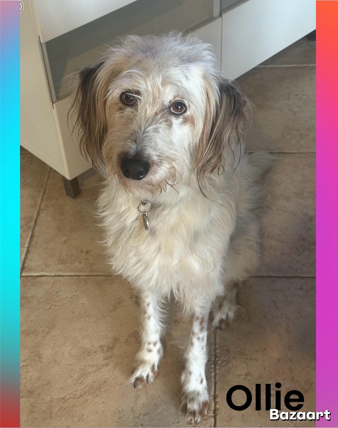 Ollie, ADOPTABLE, Young Male Pyrenean Shepherd.