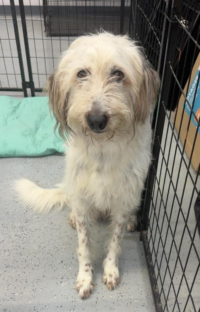 Ollie, a ADOPTABLE mixed breed in Lake Worth, FL image 2/4