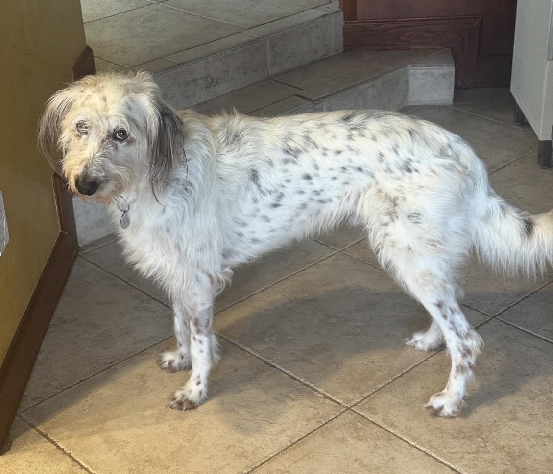 Ollie, a ADOPTABLE mixed breed in Lake Worth, FL image 3/4