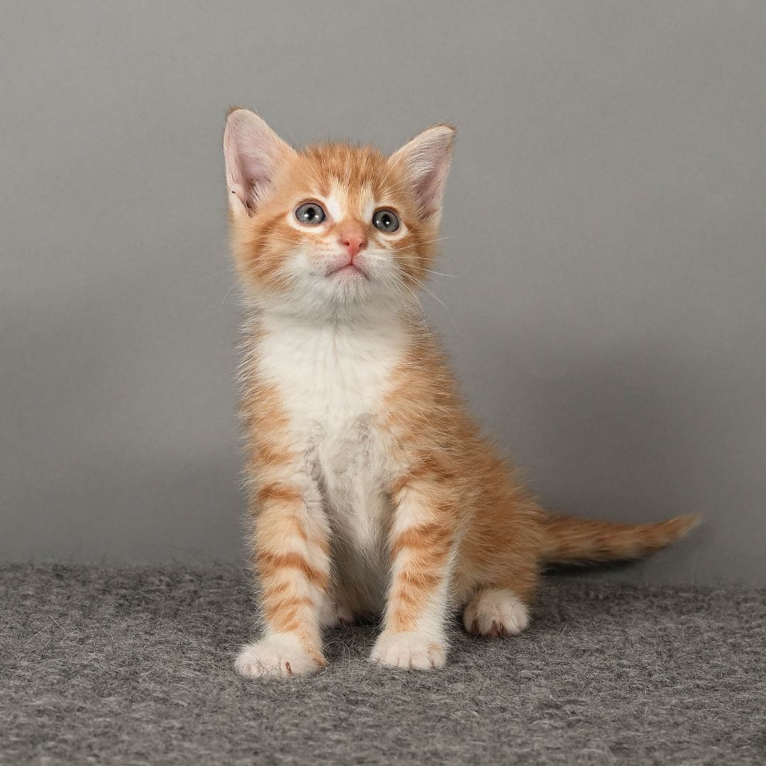 Tigger, a Adopted Domestic Short Hair in Bowling Green, OH image 1/2