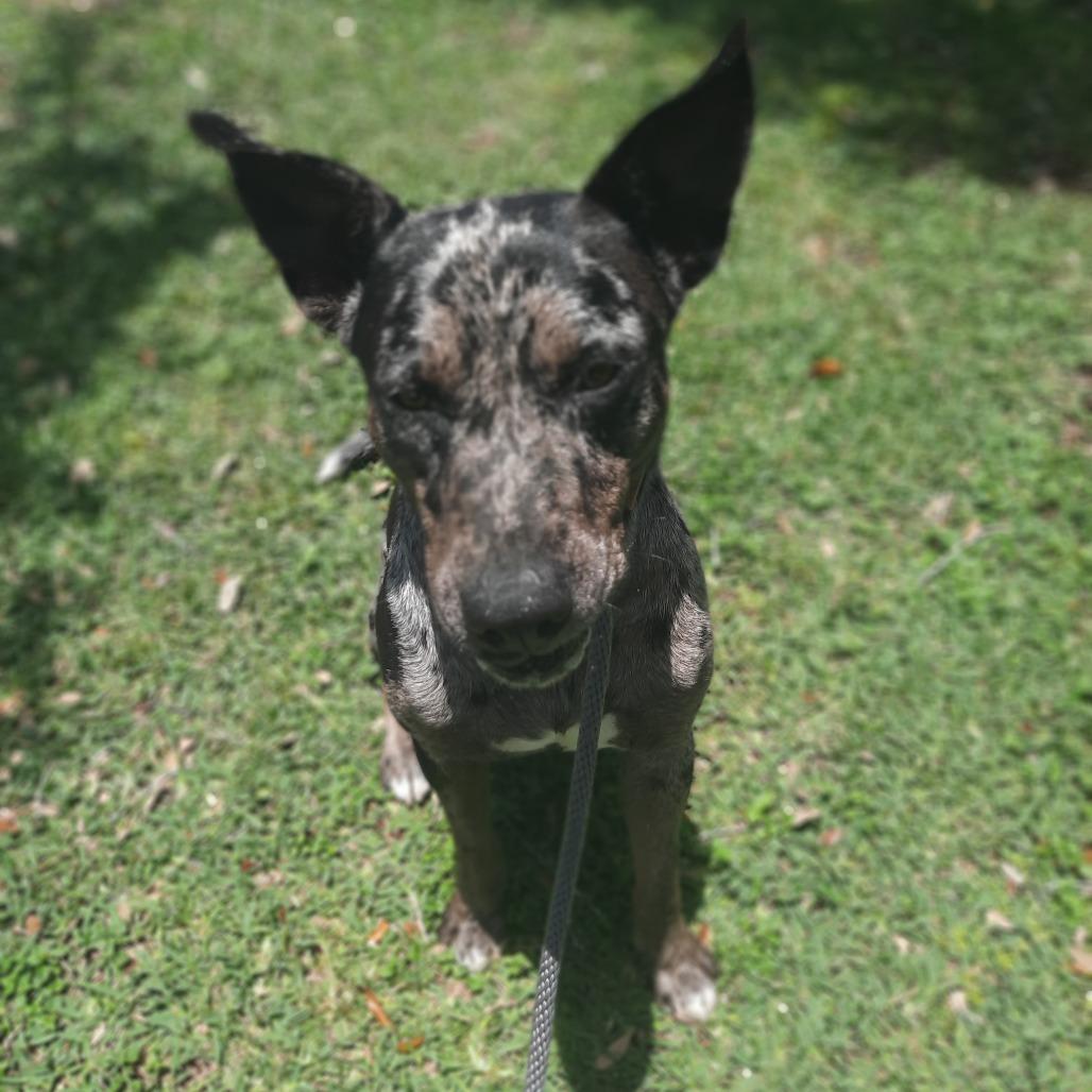 Enlarge Chip Dip, a Adoptable mixed breed in Corpus Christi, TX image 1/6