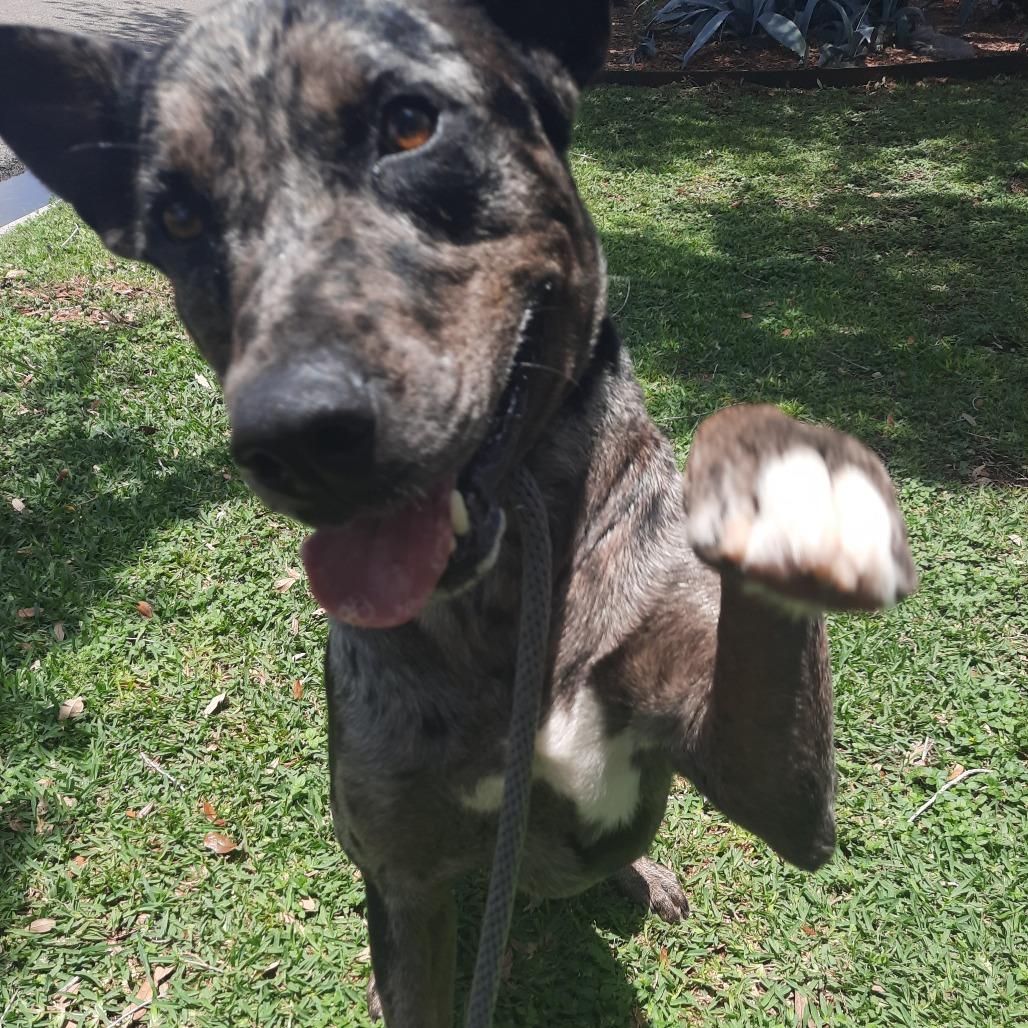Enlarge Chip Dip, a Adoptable mixed breed in Corpus Christi, TX image 2/6