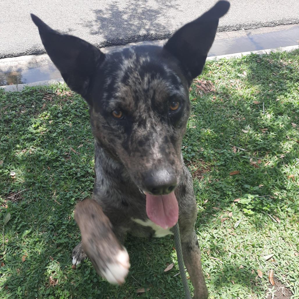 Enlarge Chip Dip, a Adoptable mixed breed in Corpus Christi, TX image 3/6