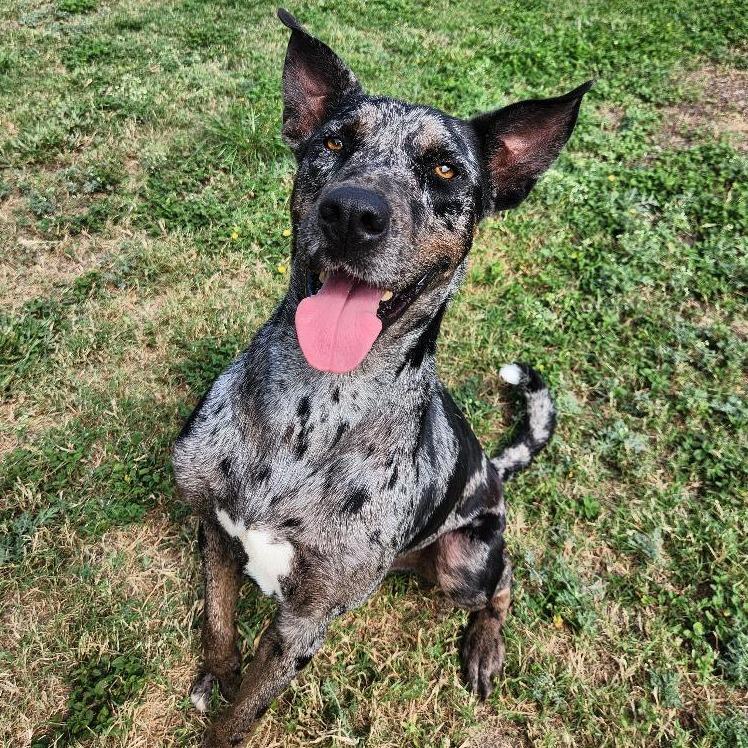 Enlarge Chip Dip, a Adoptable mixed breed in Corpus Christi, TX image 4/6
