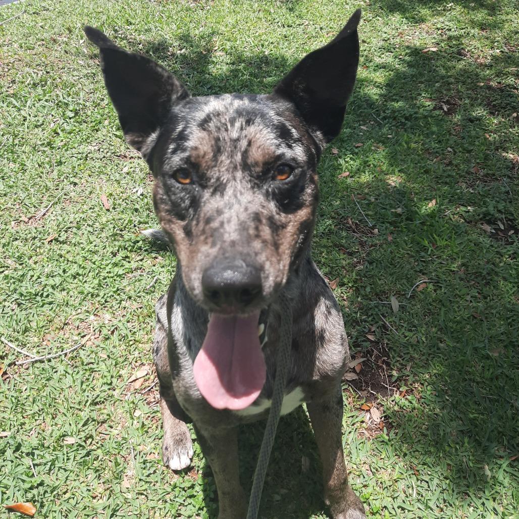 Enlarge Chip Dip, a Adoptable mixed breed in Corpus Christi, TX image 5/6