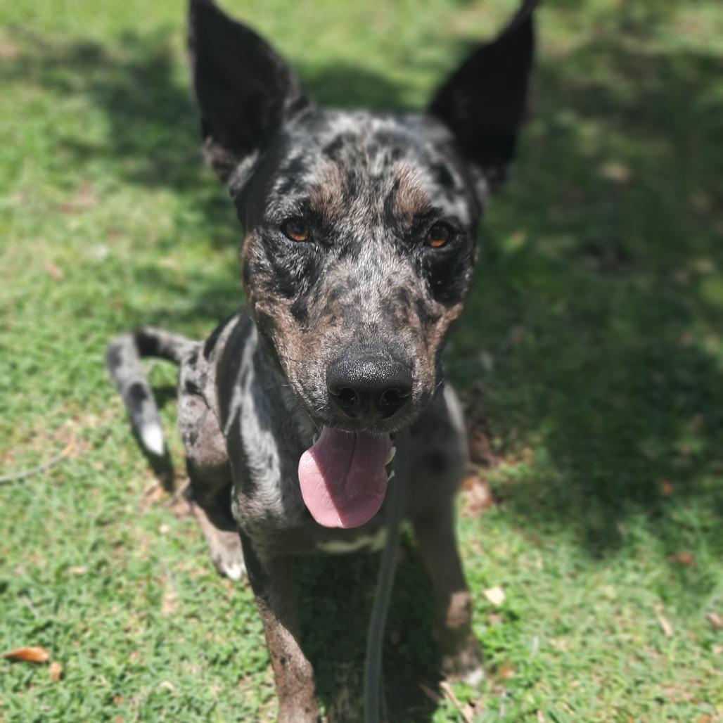 Enlarge Chip Dip, a Adoptable mixed breed in Corpus Christi, TX image 6/6