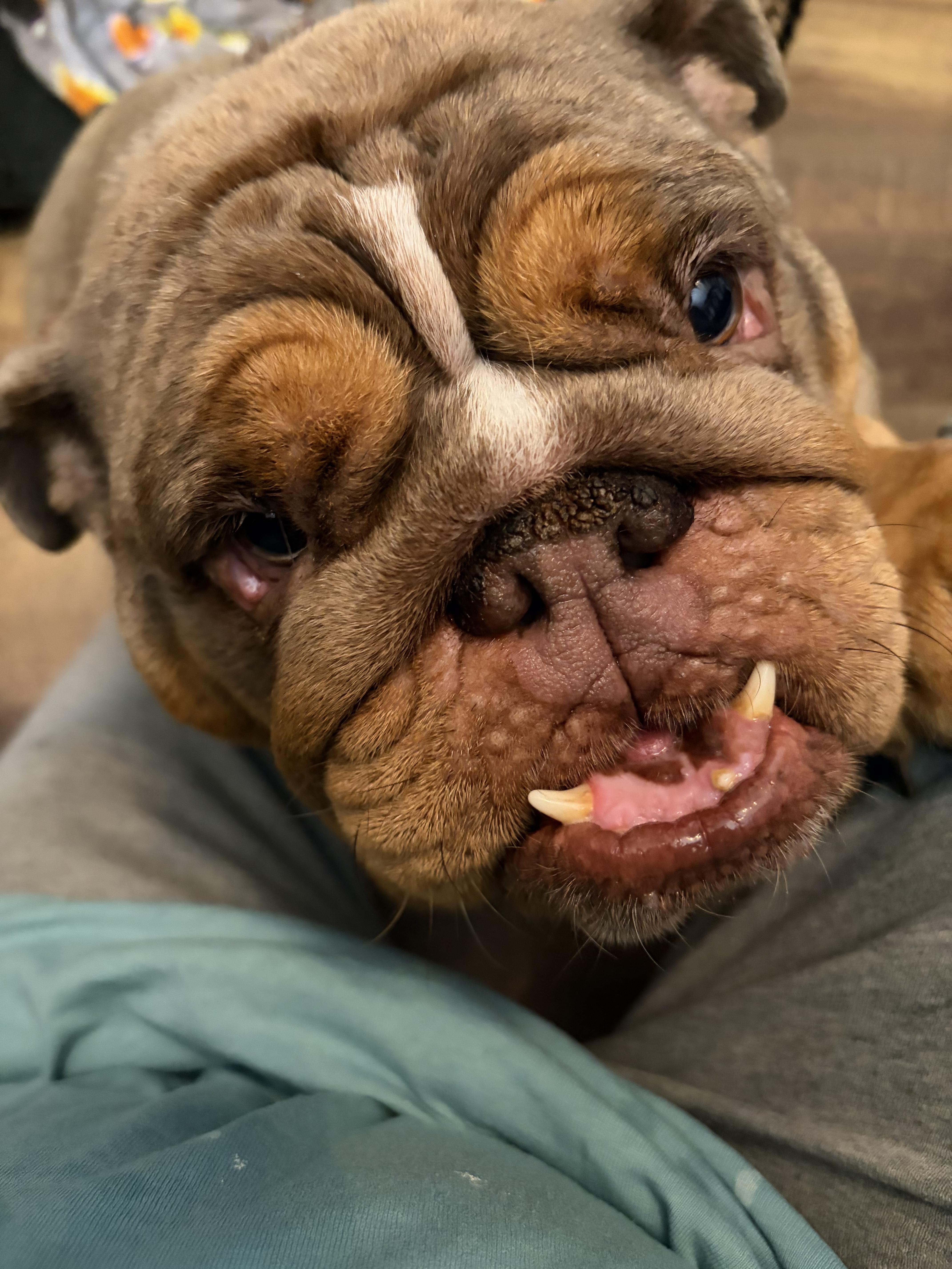 Meatball, Adoptable, Adult Female American Bulldog.