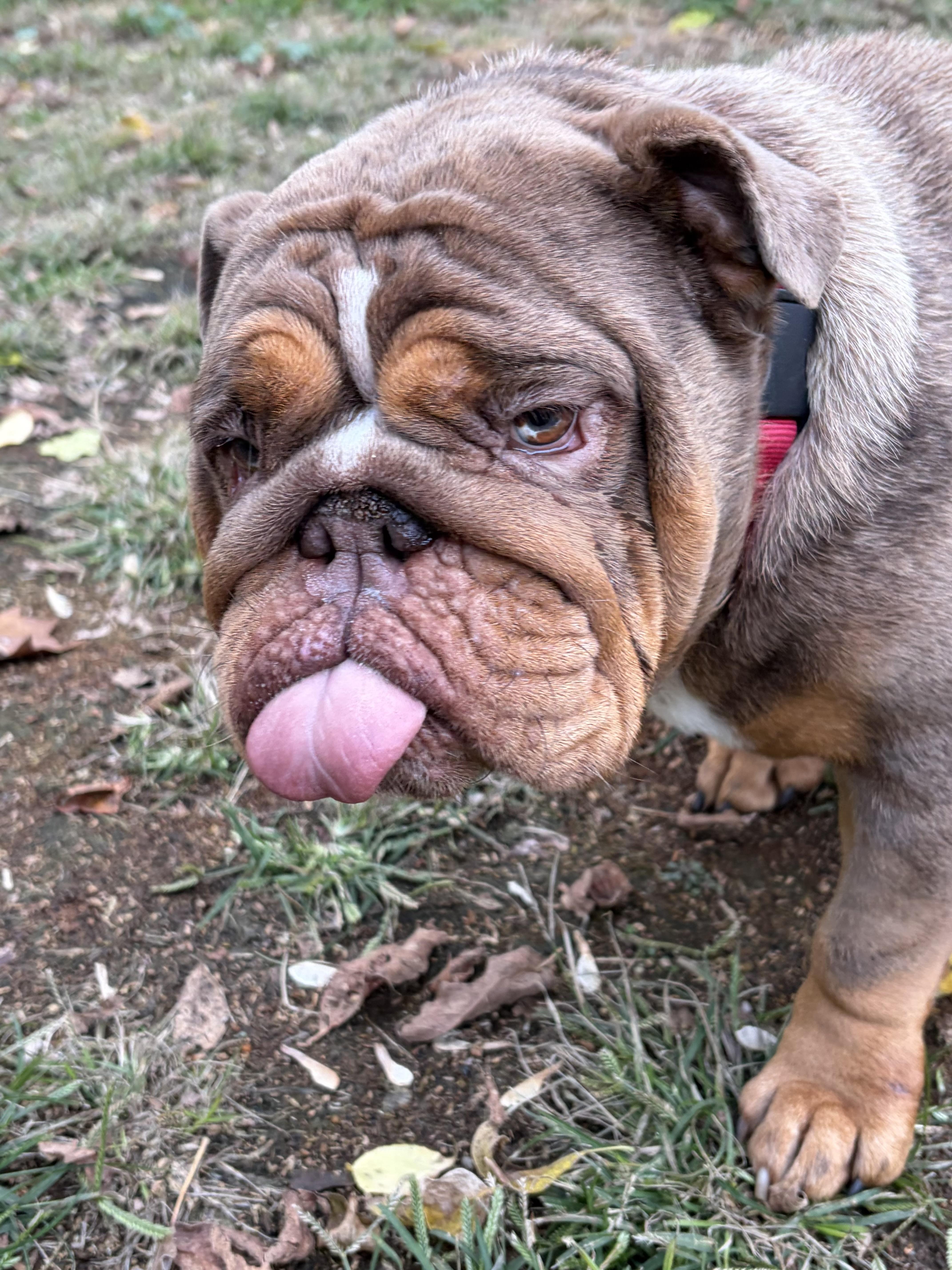 Enlarge Meatball, a Adoptable American Bulldog in Havertown, PA image 3/4