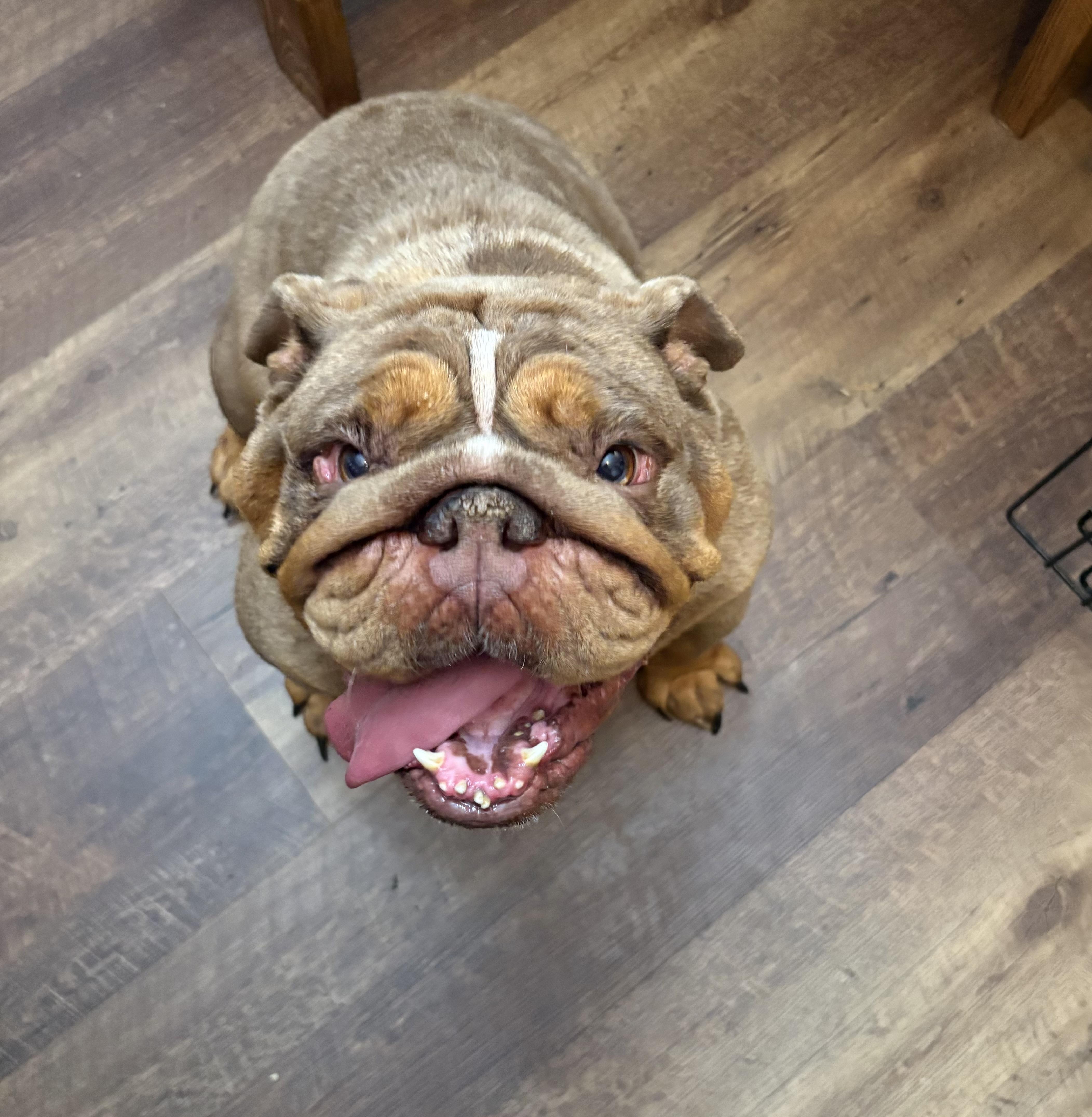 Enlarge Meatball, a Adoptable American Bulldog in Havertown, PA image 4/4