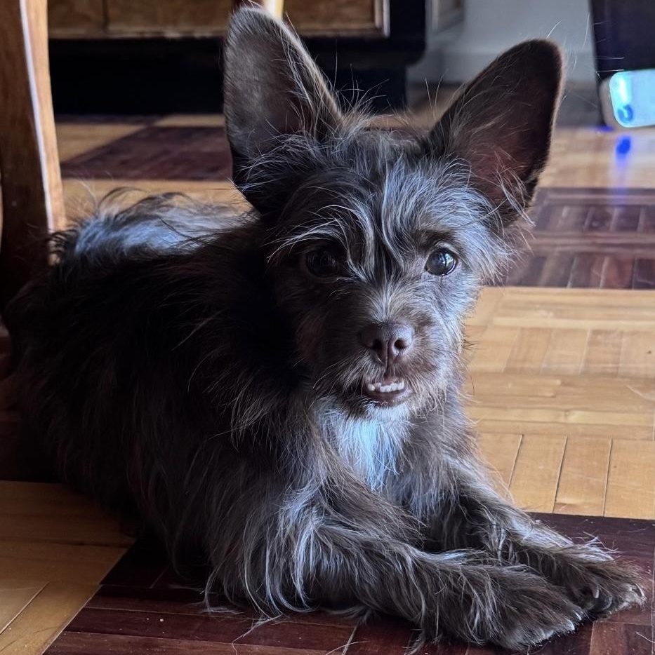 Enlarge Hershey, an adopted mixed breed in Henrietta, NY image 6/6