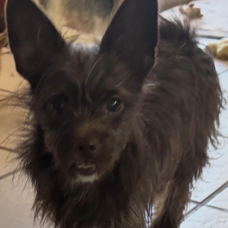 Enlarge Hershey, an adopted mixed breed in Henrietta, NY image 4/6