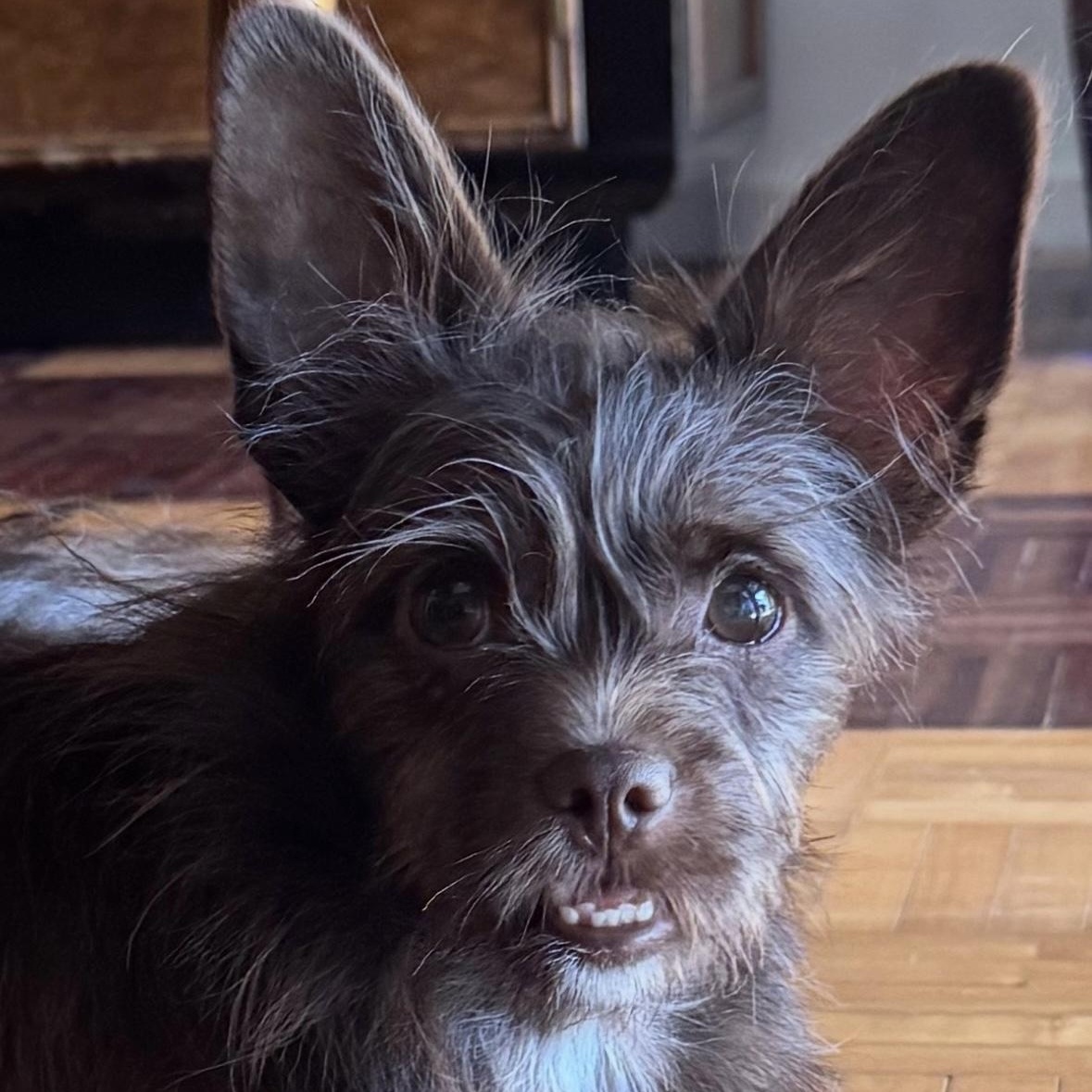 Hershey, adopted, Young Female Scottish Terrier & Mixed Breed.