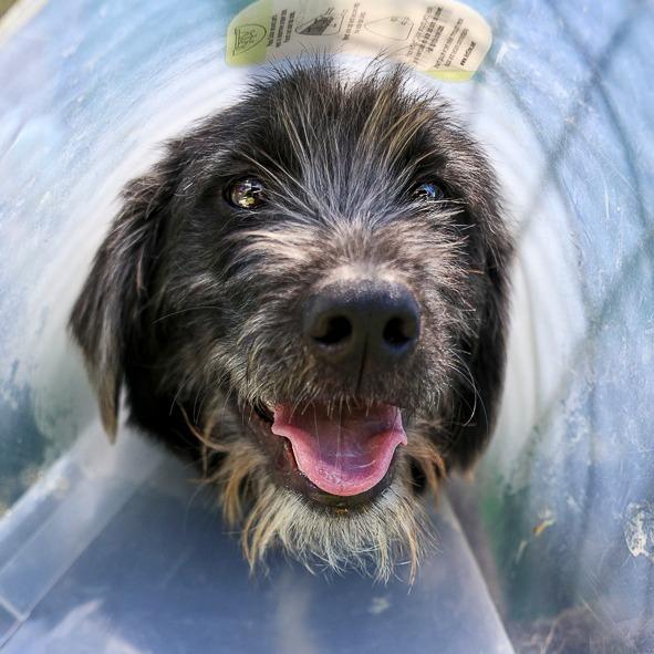 Enlarge Lennox, a Adoptable mixed breed in Bradenton, FL image 1/1