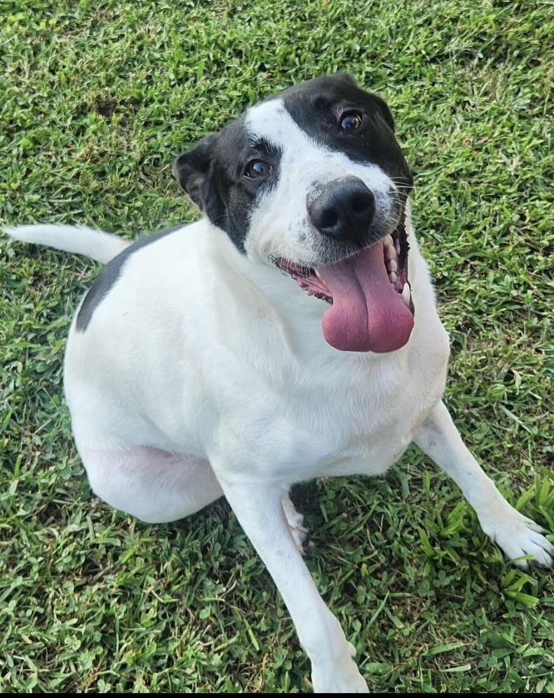 Maizy, Adoptable, Adult Female Border Collie.