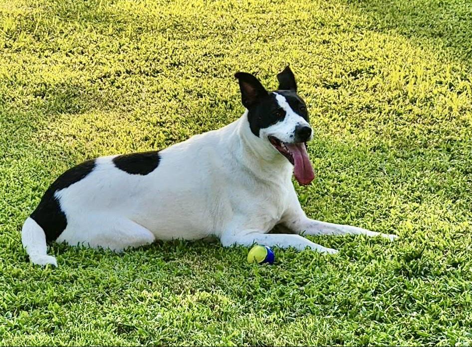 Enlarge Maizy, a Adoptable Border Collie in Lee's Summit, MO image 2/3