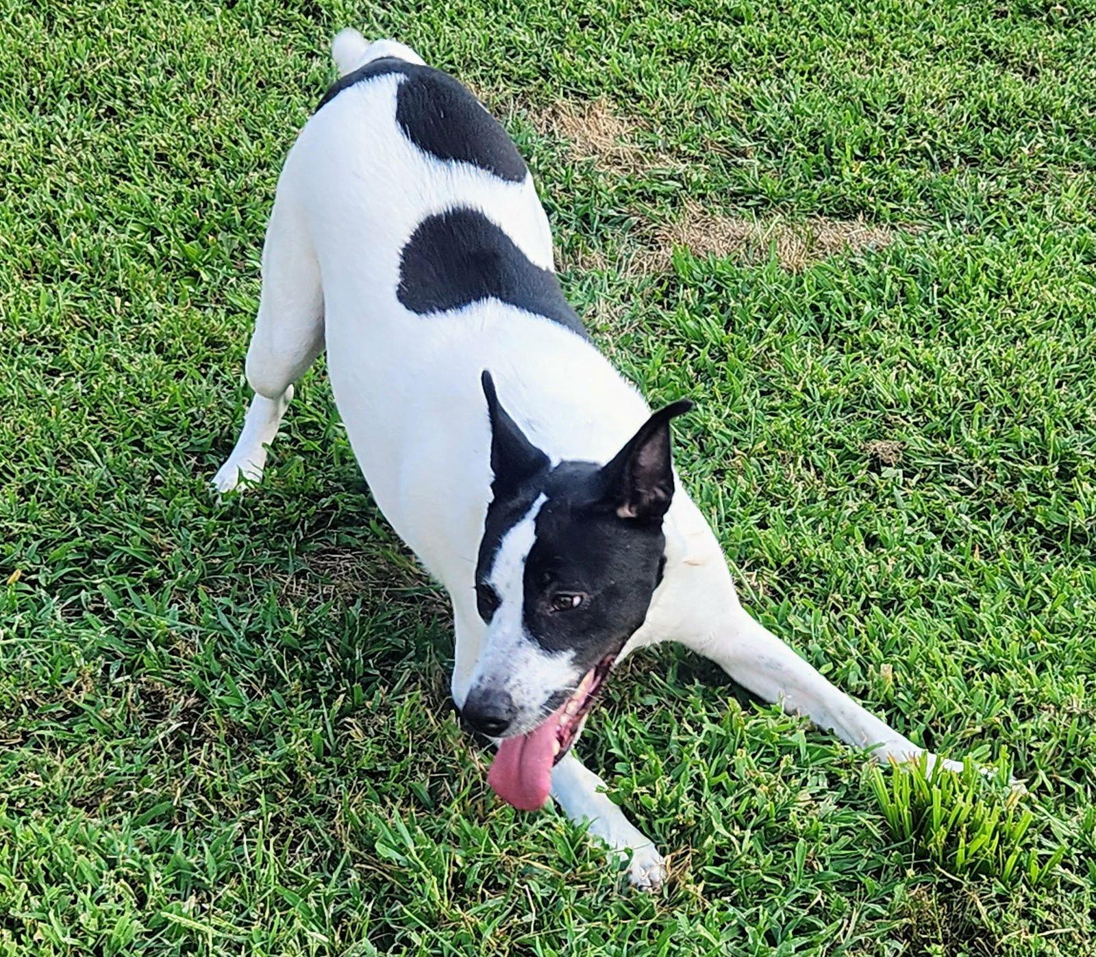 Enlarge Maizy, a Adoptable Border Collie in Lee's Summit, MO image 3/3