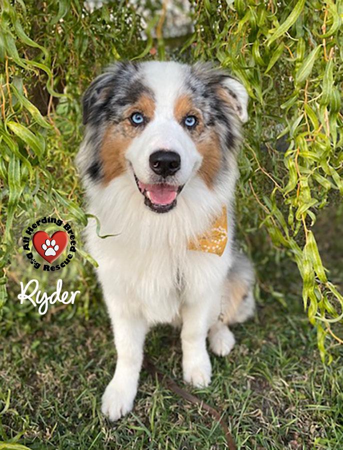 Ryder, ADOPTABLE, Adult Male Australian Shepherd.