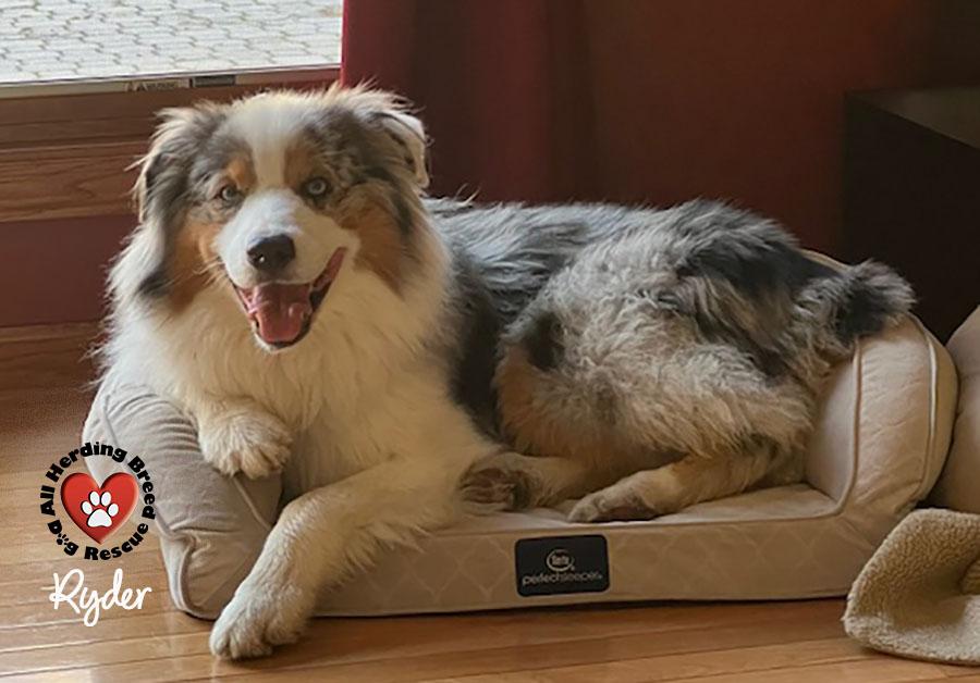 Enlarge Ryder, a ADOPTABLE Australian Shepherd in Joliet, IL image 2/4