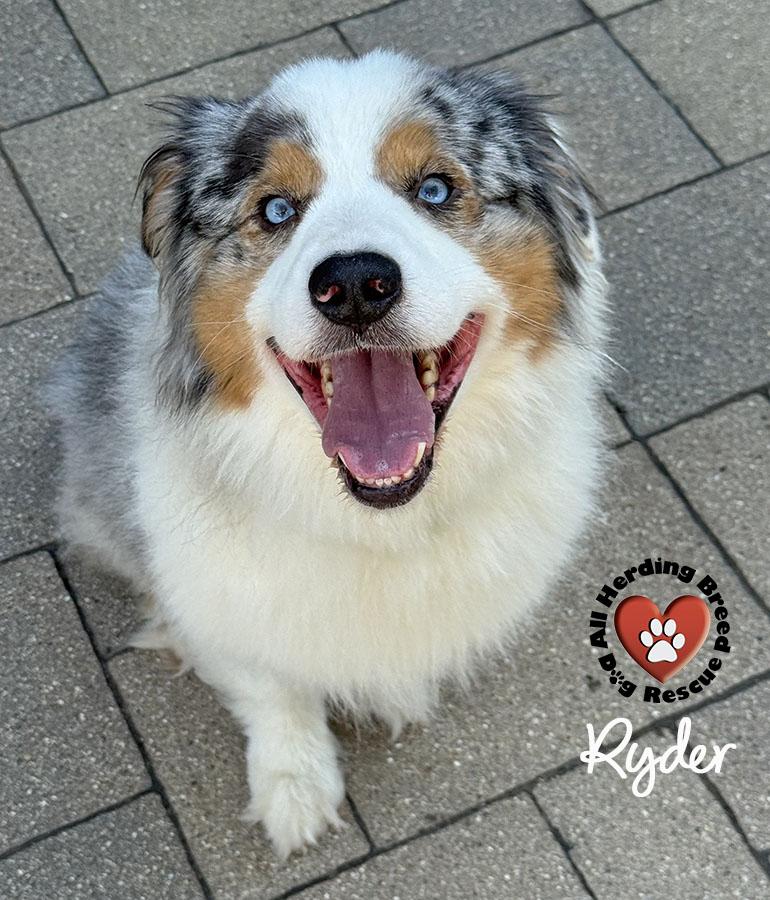 Enlarge Ryder, a ADOPTABLE Australian Shepherd in Joliet, IL image 3/4