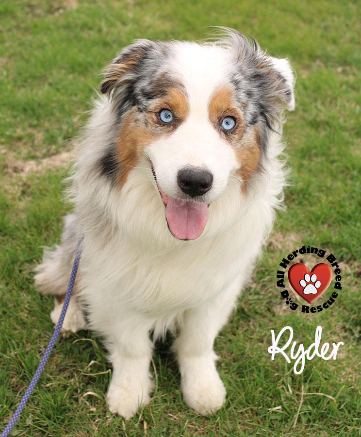 Enlarge Ryder, an adoptable Australian Shepherd in Joliet, IL image 5/6