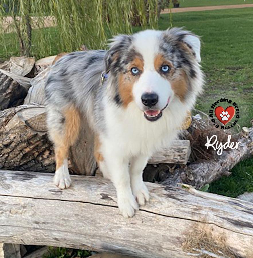 Enlarge Ryder, a ADOPTABLE Australian Shepherd in Joliet, IL image 4/4