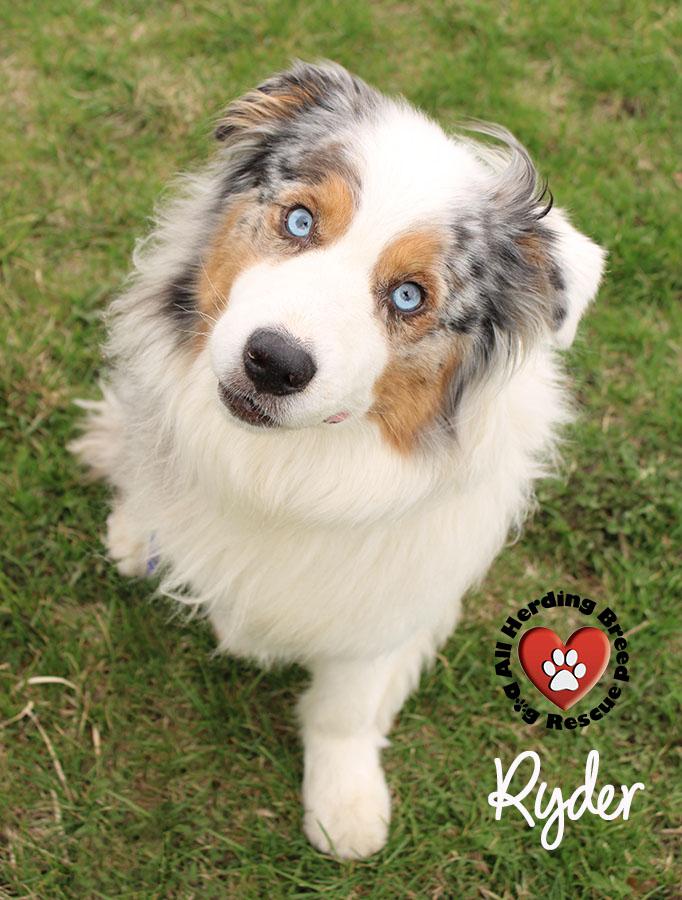 Enlarge Ryder, an adoptable Australian Shepherd in Joliet, IL image 6/6
