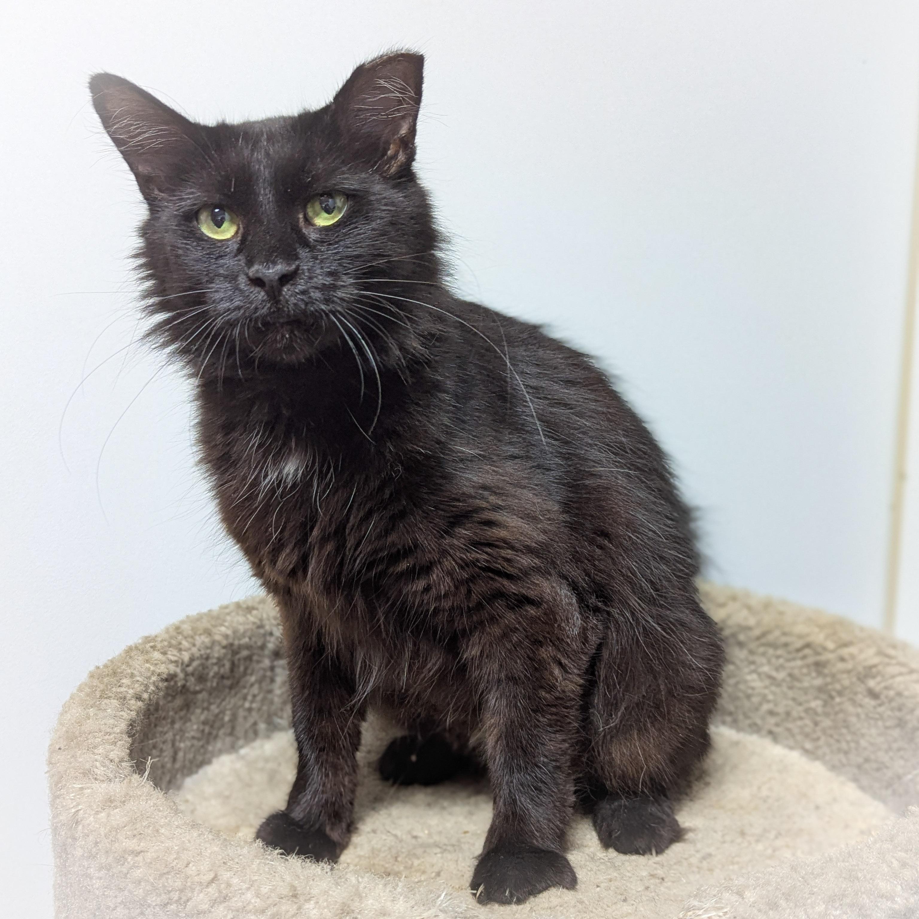 TOOTSIE ROLL, a Adoptable mixed breed in Griffith, IN image 2/5