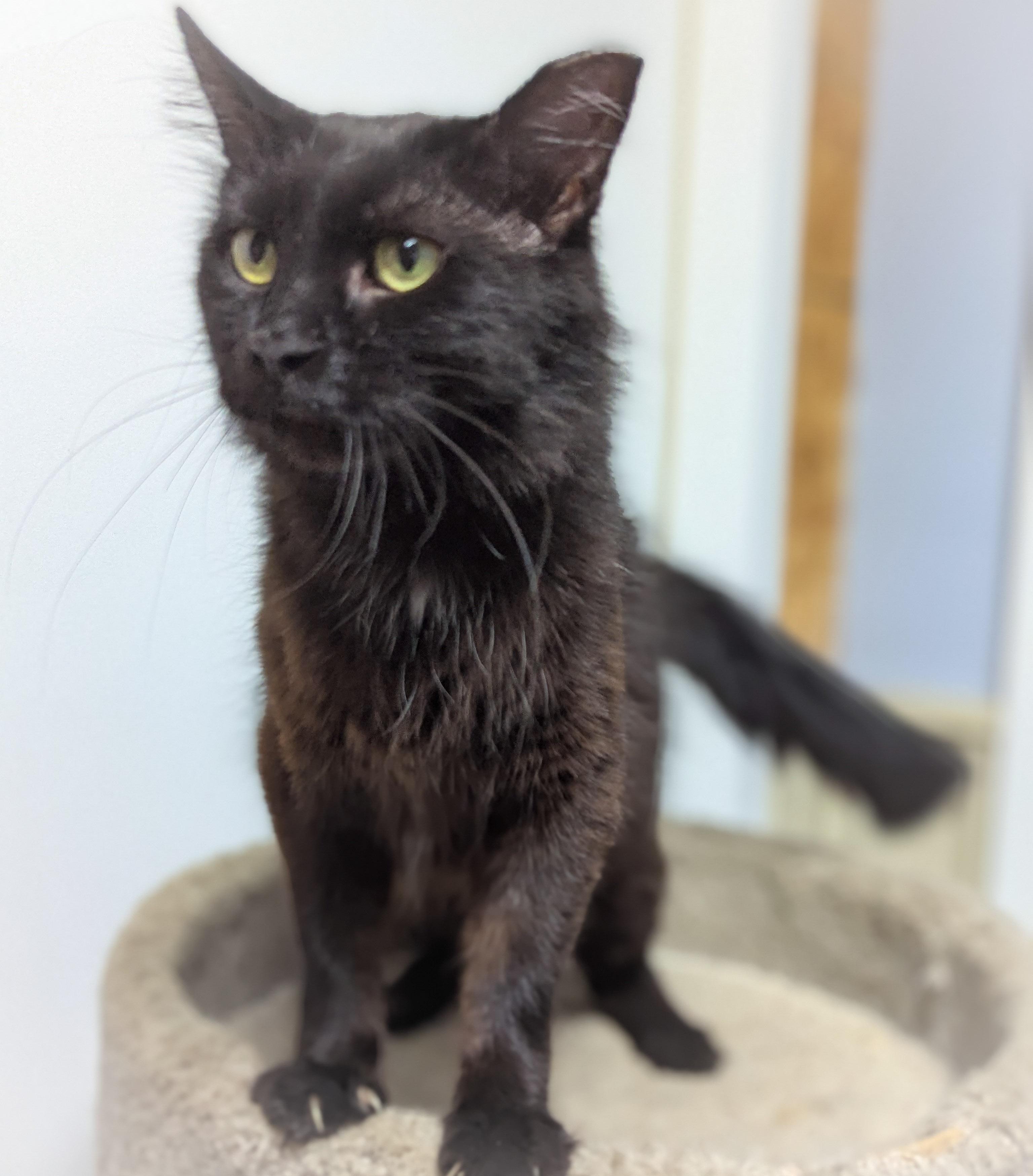 TOOTSIE ROLL, a Adoptable mixed breed in Griffith, IN image 3/5