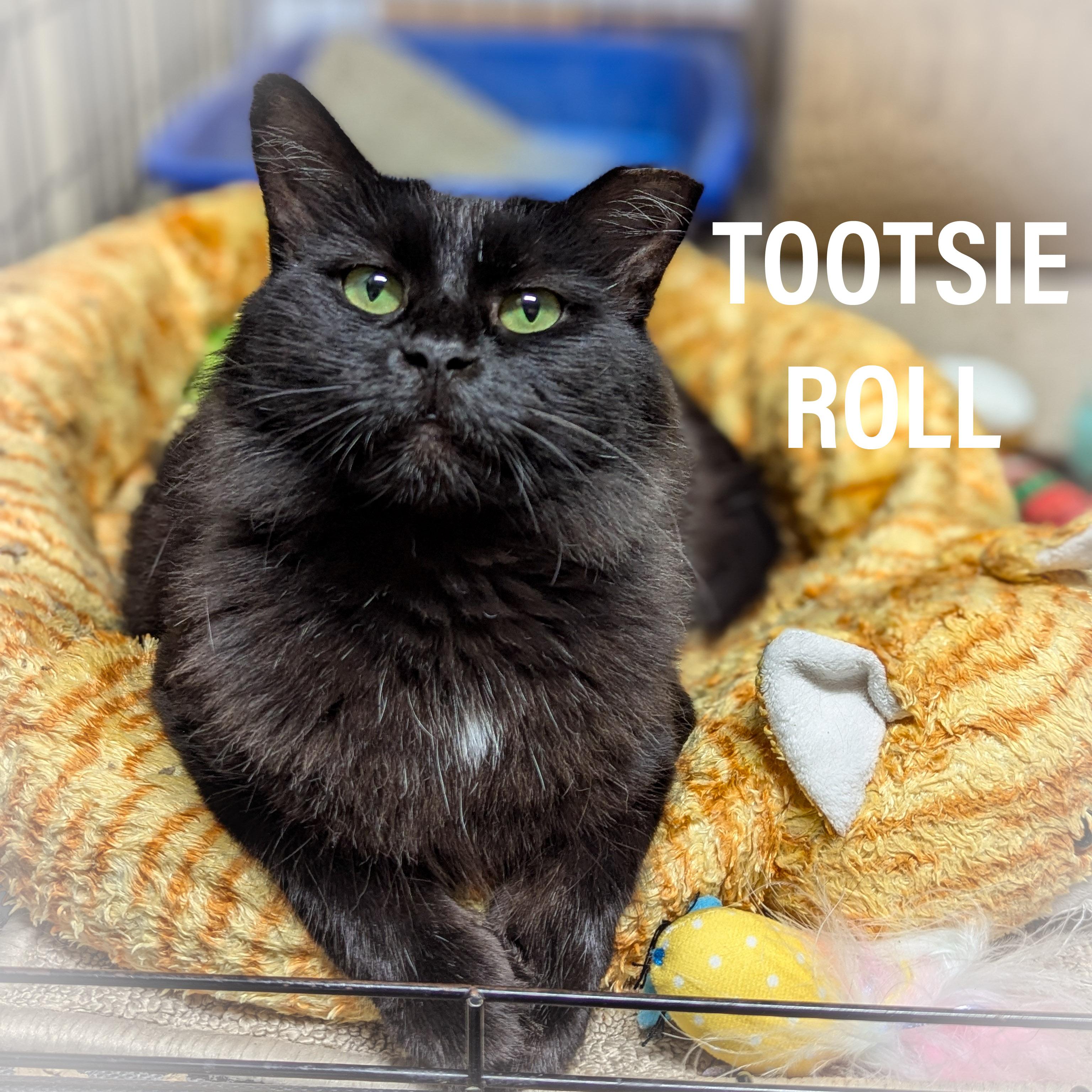 TOOTSIE ROLL, Adoptable, Adult Female Domestic Medium Hair & Domestic Long Hair.