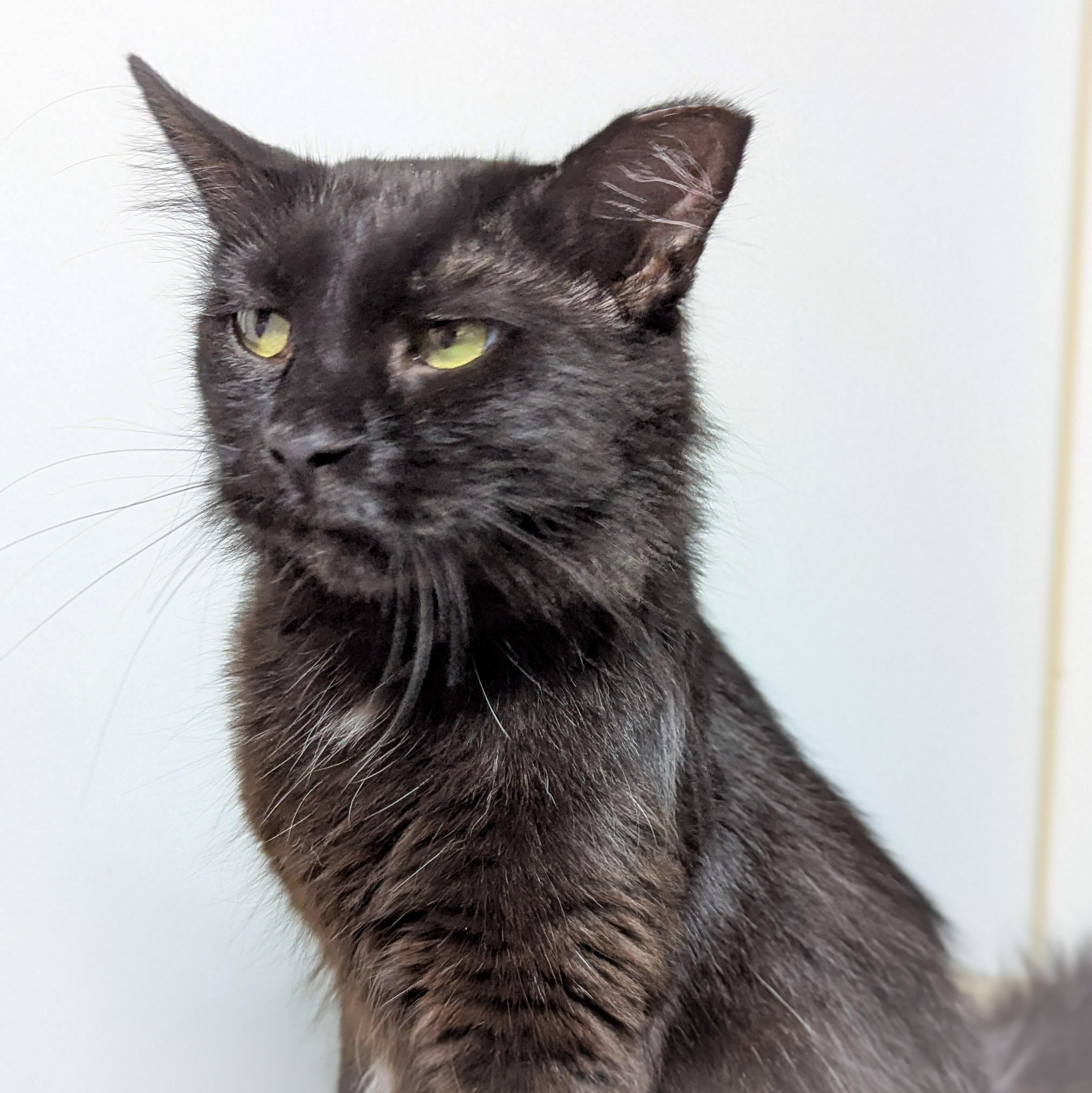 TOOTSIE ROLL, a Adoptable mixed breed in Griffith, IN image 4/5