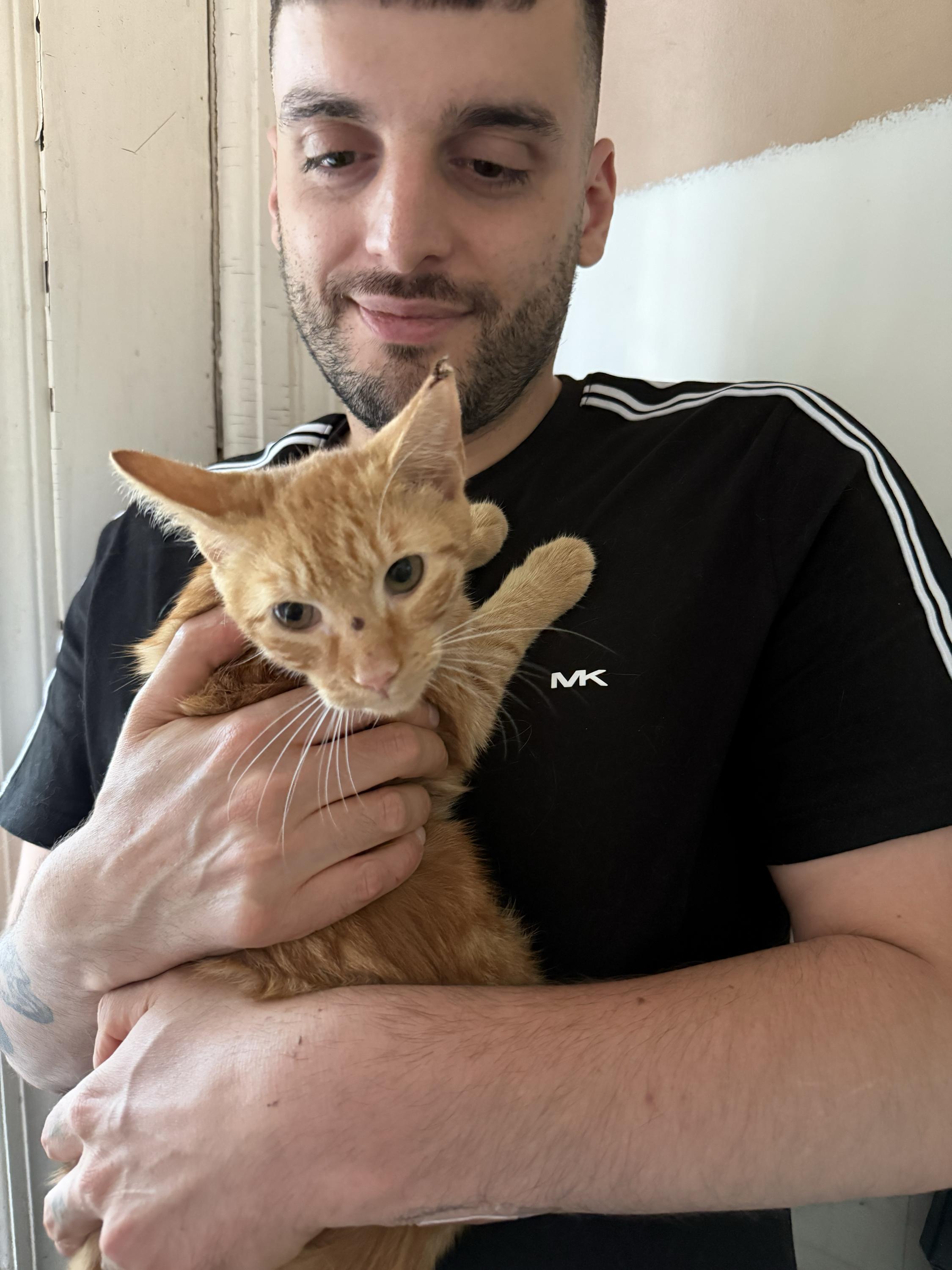 Enlarge Bradley Cooper (Bonded to Starr), a Adoptable Domestic Short Hair in Long Island City, NY image 2/4