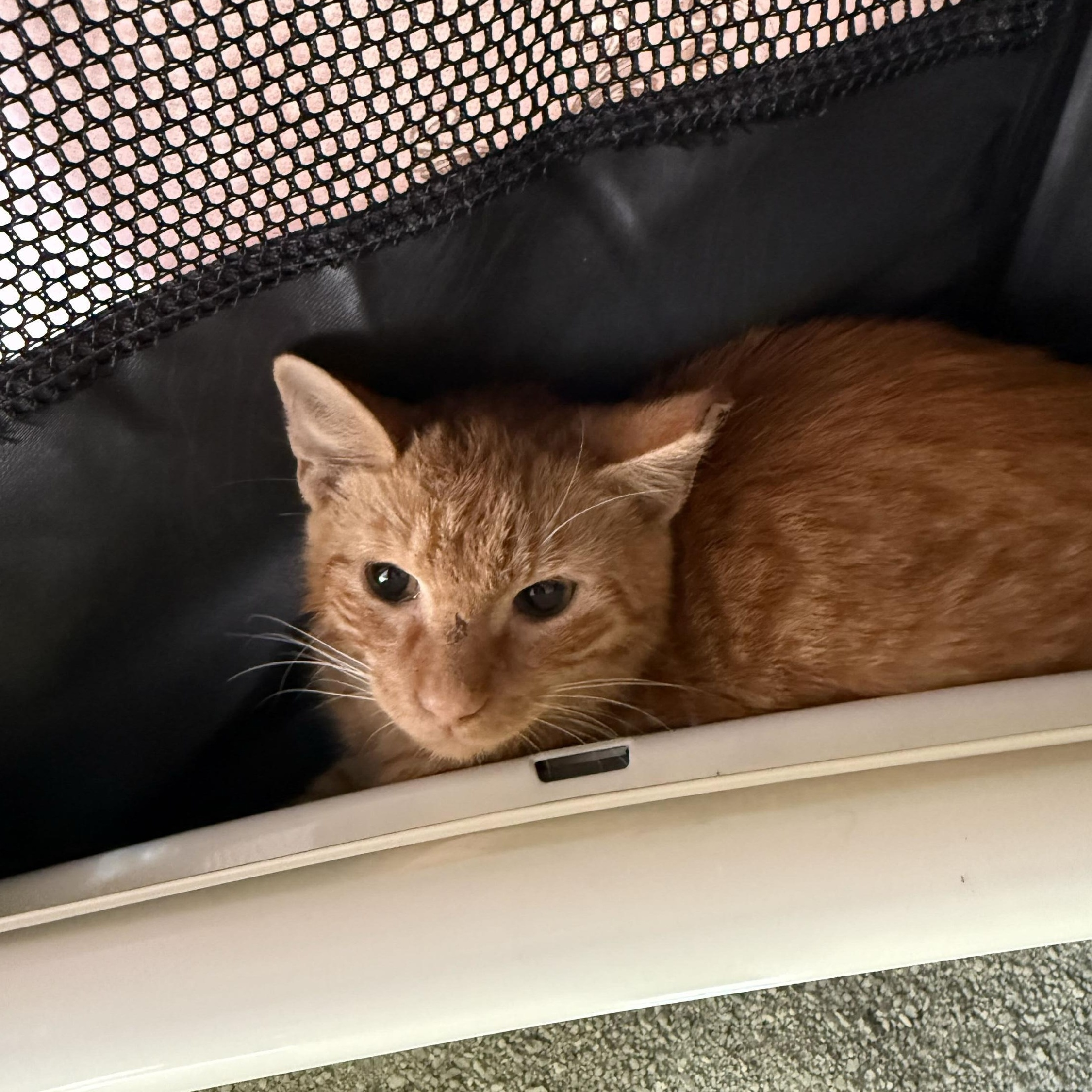 Bradley Cooper (Bonded to Starr), Adoptable, Young Male Domestic Short Hair.
