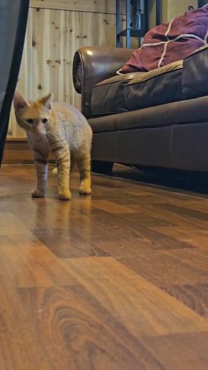 Enlarge Bradley Cooper (Bonded to Starr), a Adoptable Domestic Short Hair in Long Island City, NY video 4/4
