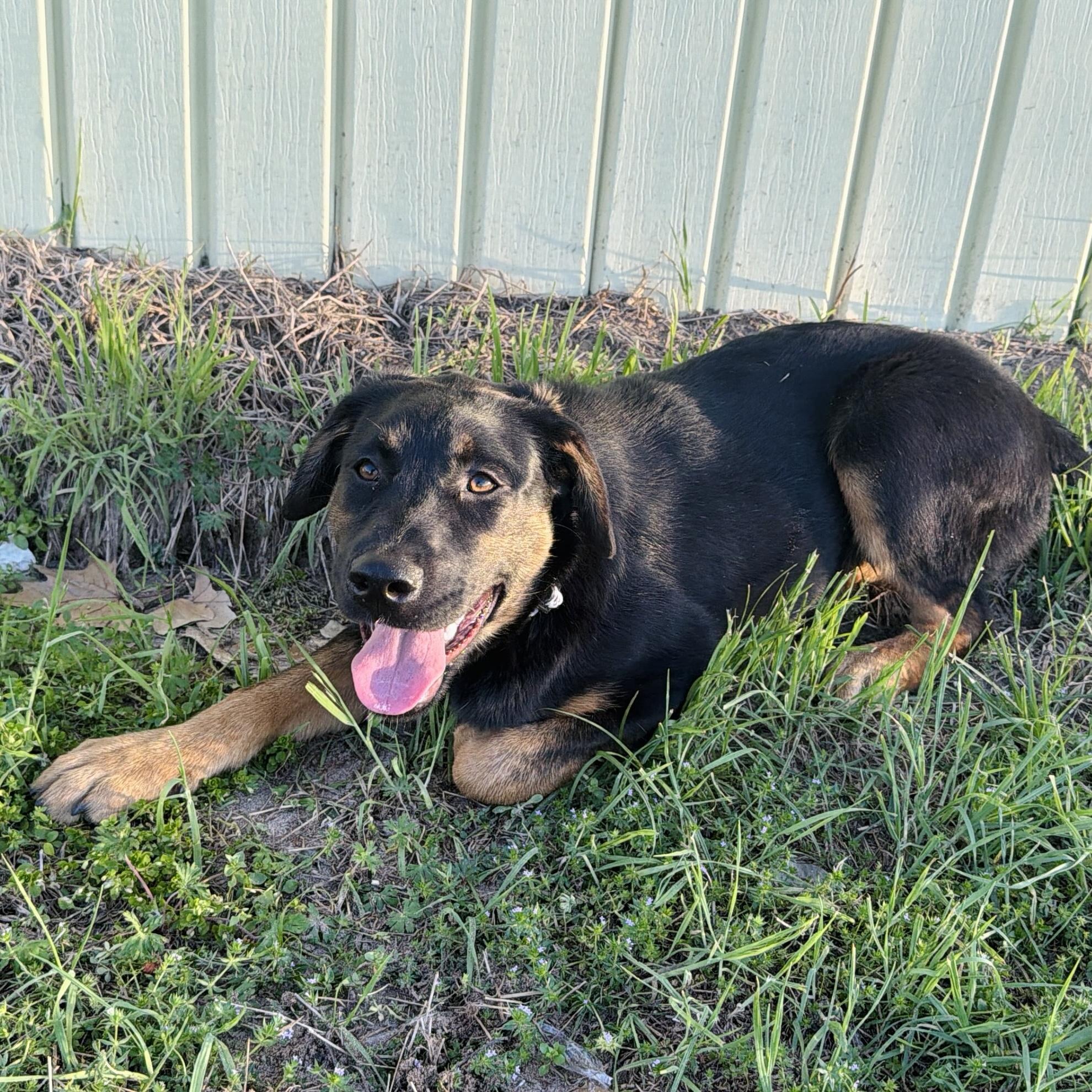 Sophie, a ADOPTABLE mixed breed in Seguin, TX image 1/3