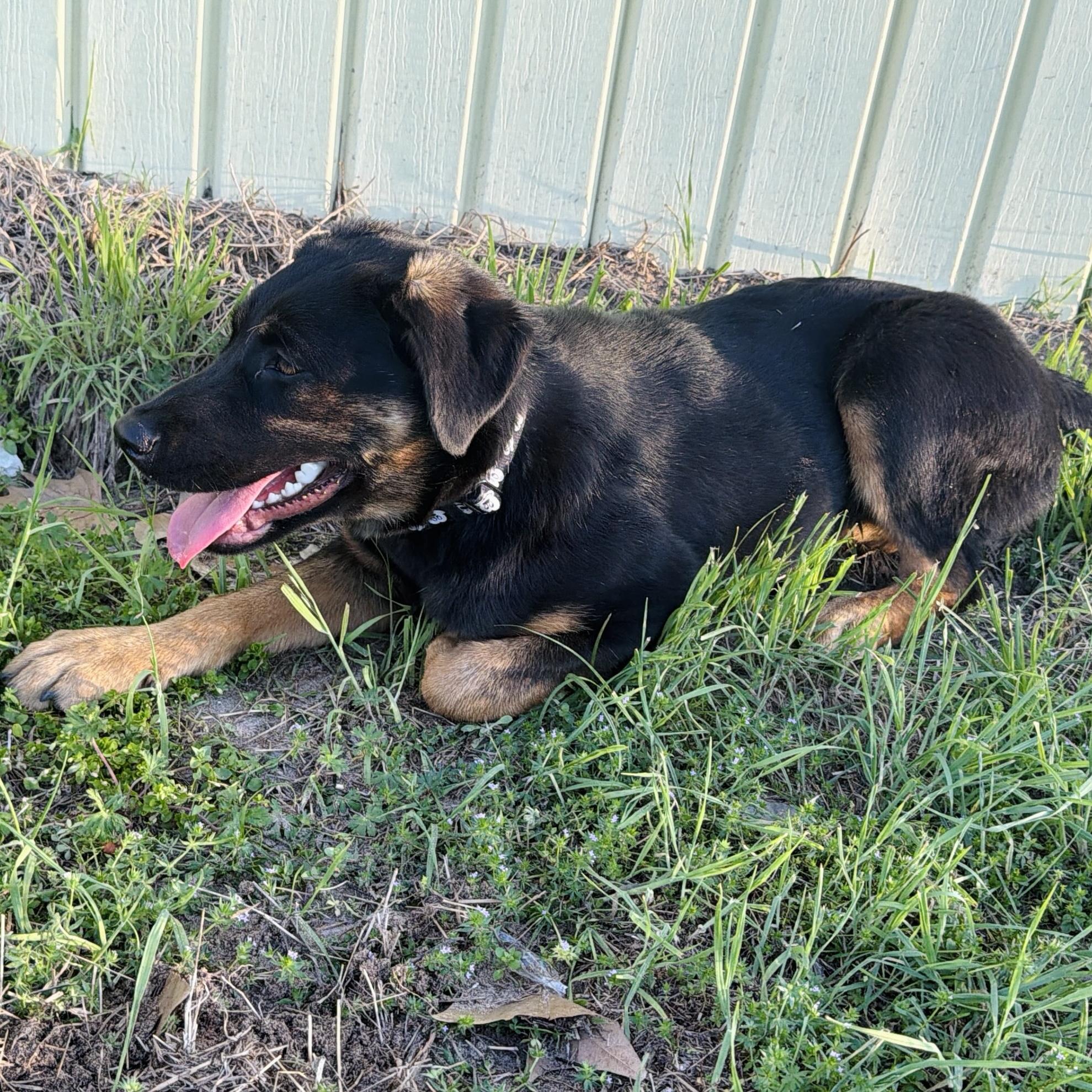 Sophie, a ADOPTABLE mixed breed in Seguin, TX image 2/3