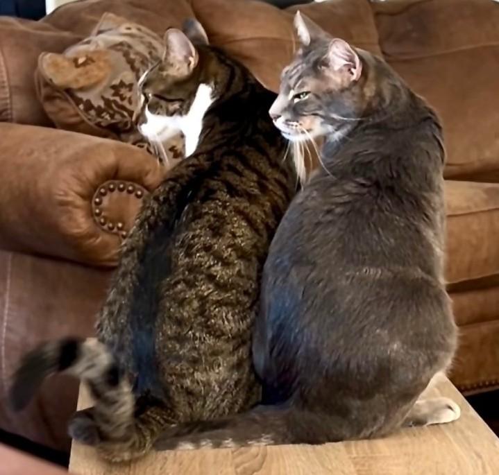 ZIGGIE & ZOOM - Bonded Pair 1