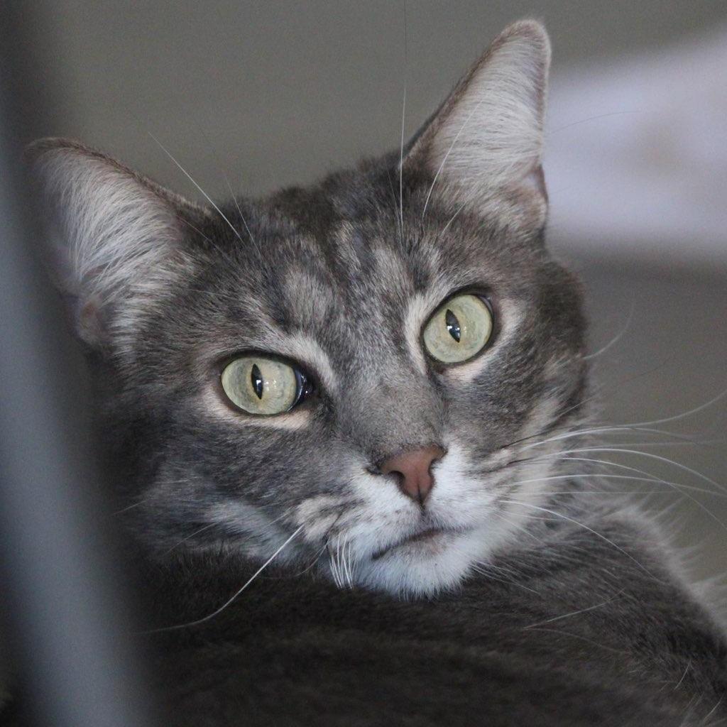 ZIGGIE & ZOOM - Bonded Pair 3