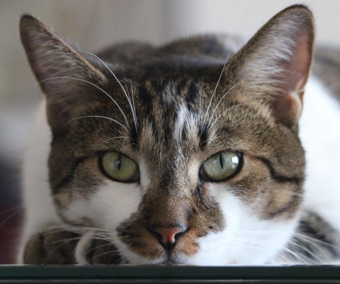 ZIGGIE & ZOOM - Bonded Pair 4