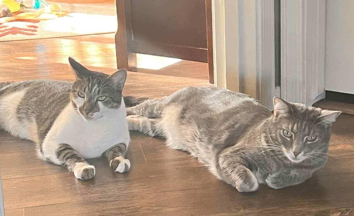 ZIGGIE & ZOOM - Bonded Pair 5