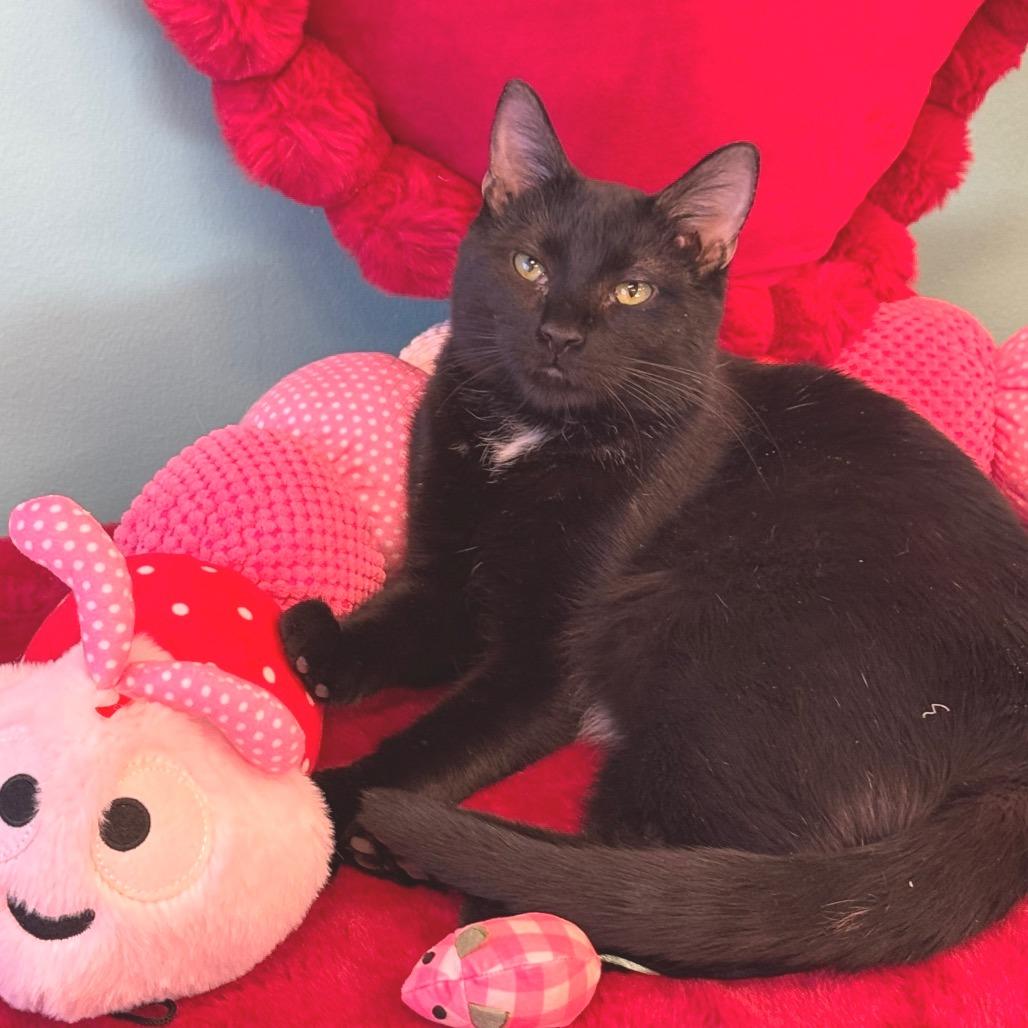 Crocket, Adoptable, Adult Male Domestic Short Hair.