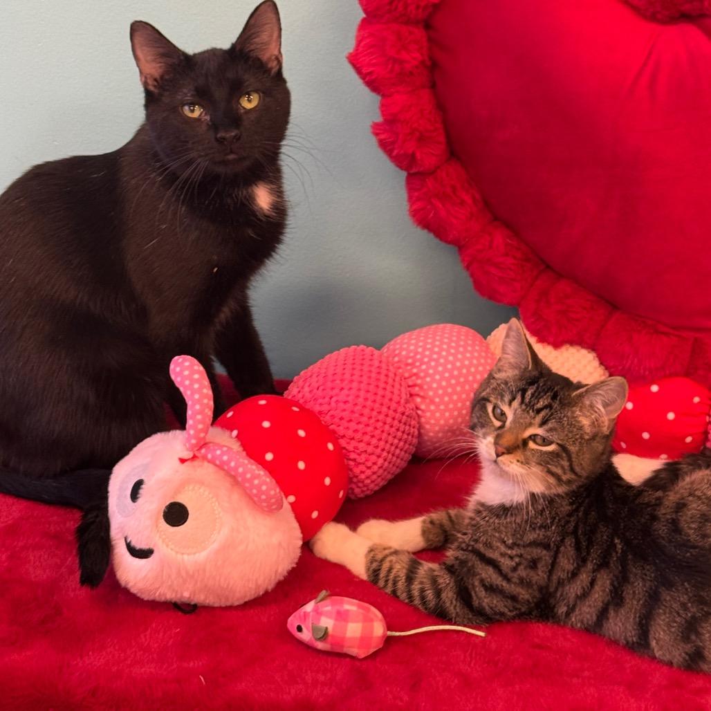 Crocket, a Adoptable Domestic Short Hair in Wheeling, IL image 1/6