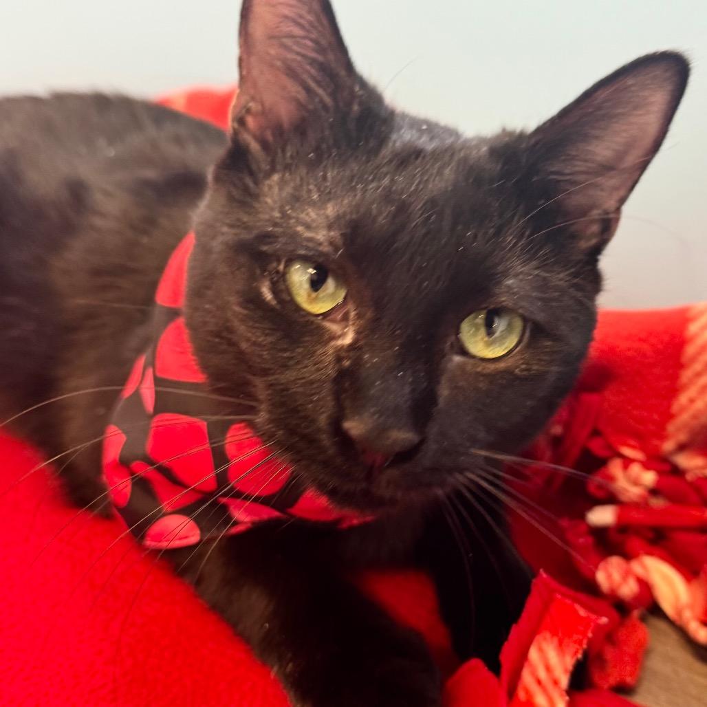 Enlarge Crocket, a Adoptable Domestic Short Hair in Wheeling, IL image 2/6